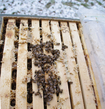 Geöffnete Bienenbeute nach der Oxalsäurebehandlung